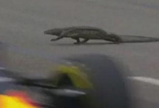 Pokemon GO Monsters At Formula 1 Races?